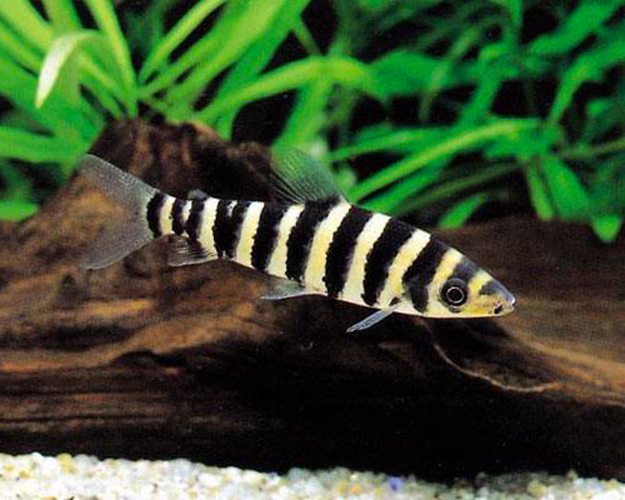Leporinus types
