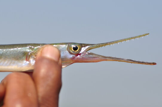 Giant Galfbeak gars