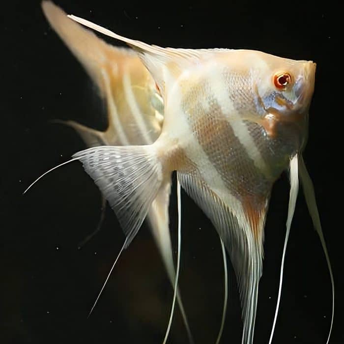 Albino dantum angel