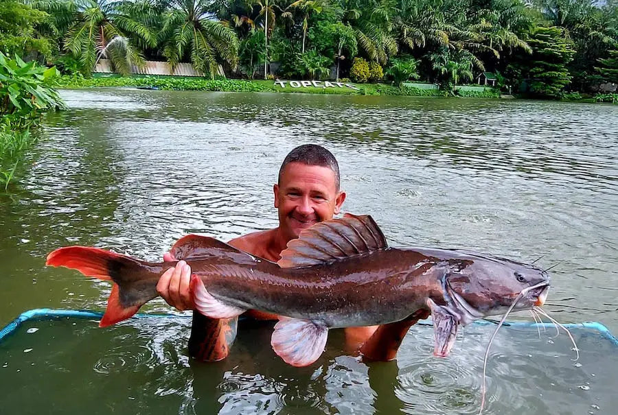 Asian redtail catfish