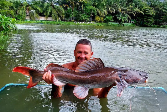 Asian redtail catfish