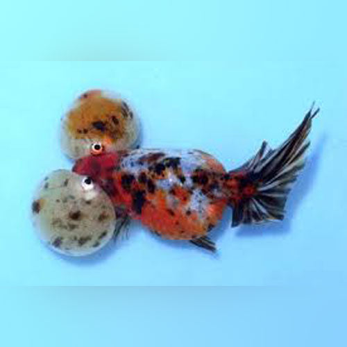 Bubble eye goldfish