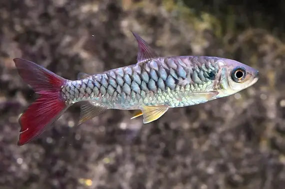 Pink tail charchin