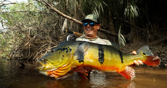 Peacock Bass zebra 5 band pair