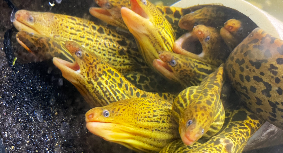 Tiger moray eel  (Freshwater)