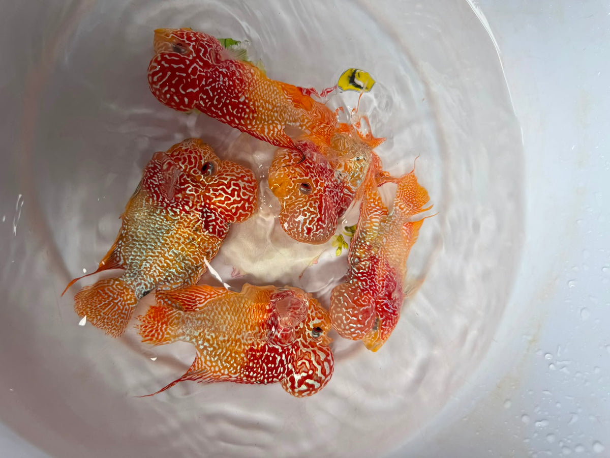 Flowerhorn A Grade Types for Sale South Africa | RSB Aquatics