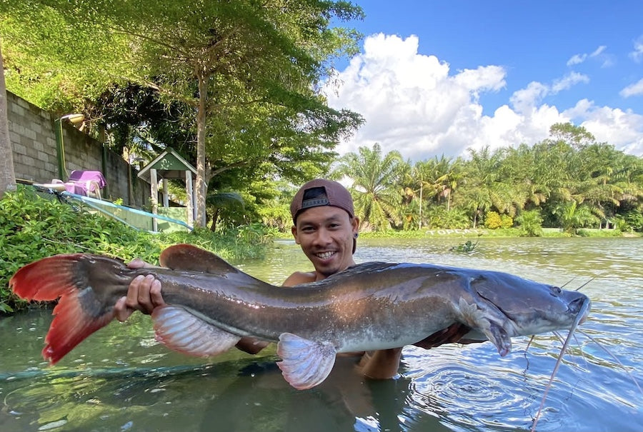 Asian redtail catfish
