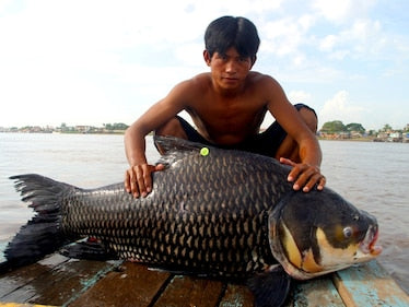Sieamse bighead barb ka hor