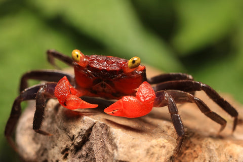 Vampire crabs