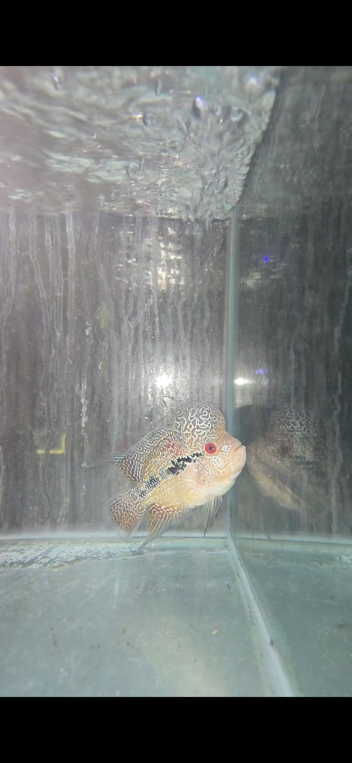 Flowerhorn A Grade Types for Sale South Africa | RSB Aquatics