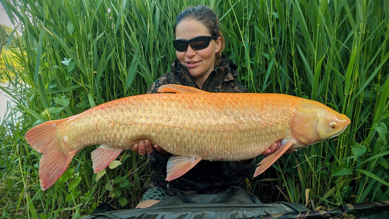 Grass carp