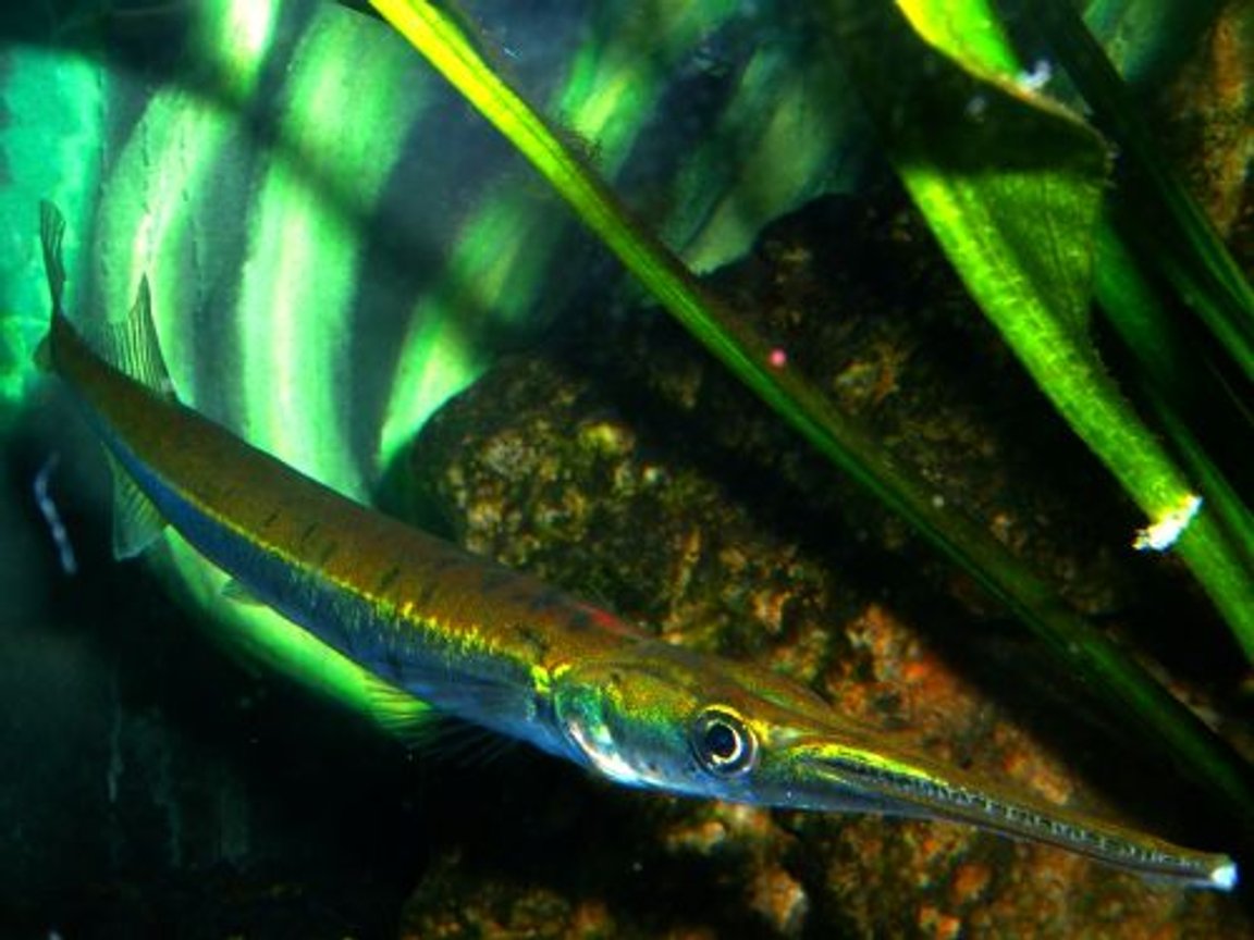 Giant Galfbeak gars