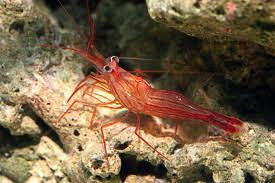 Shrimp peppermint