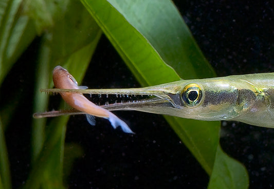 Giant Galfbeak gars