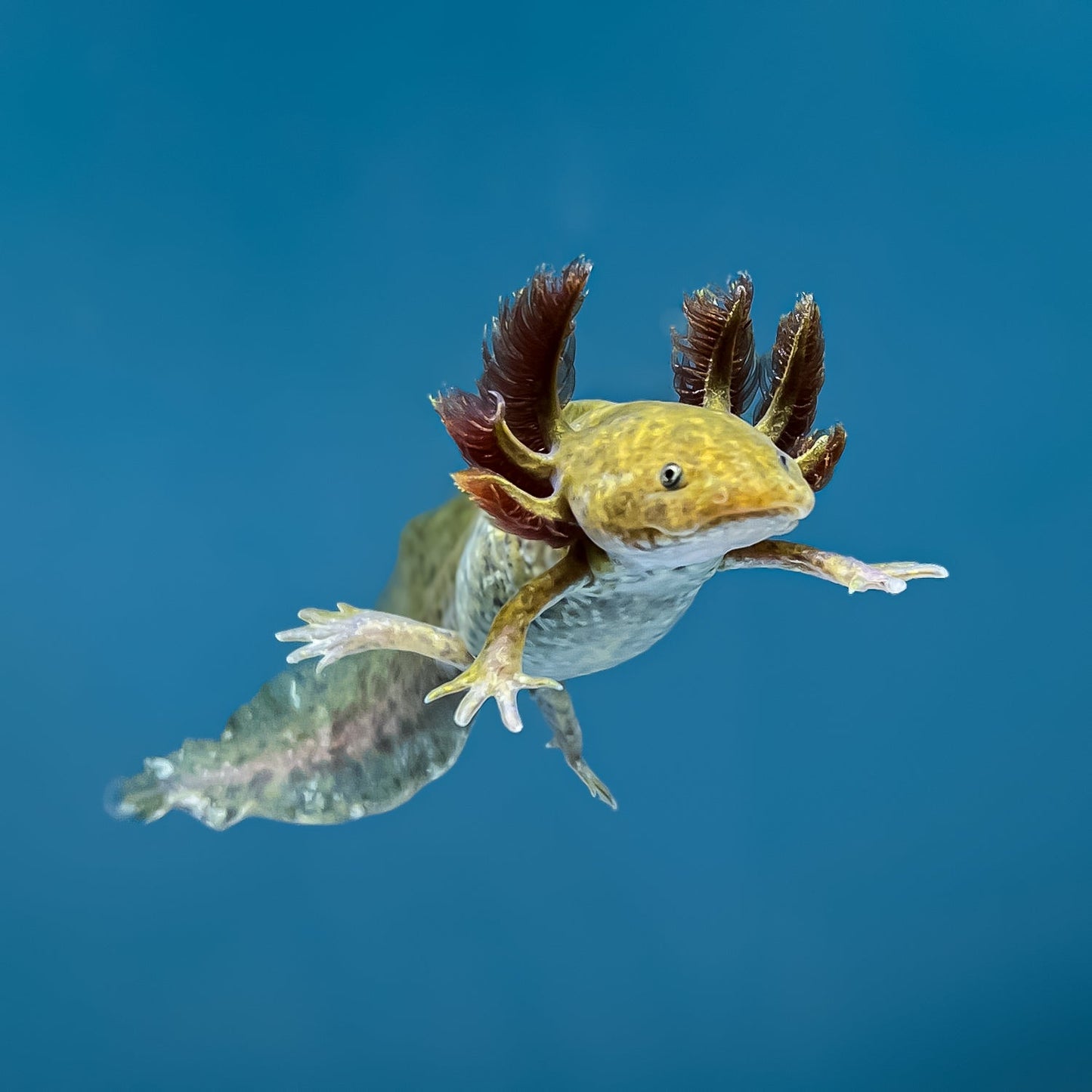Axoloti