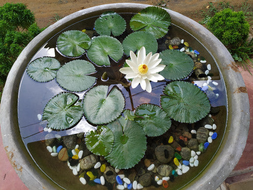 Water lillies