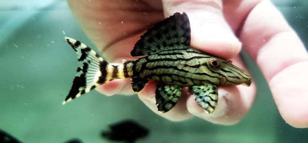 Fancy L pleco