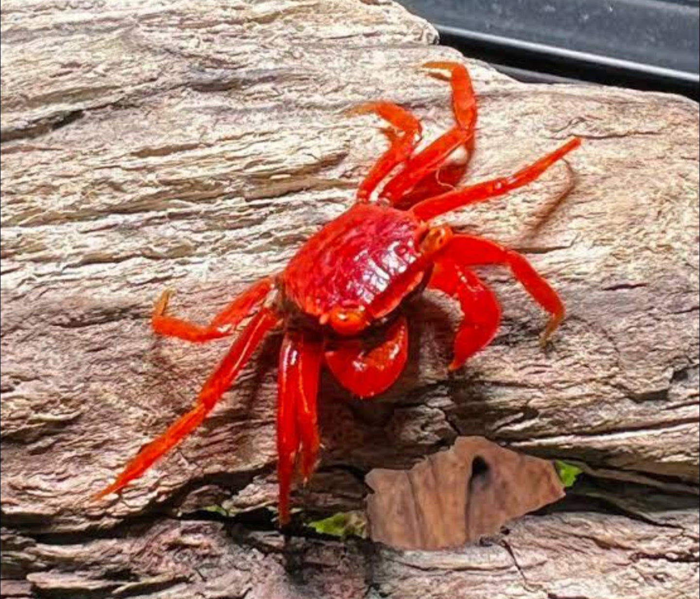 Vampire crabs