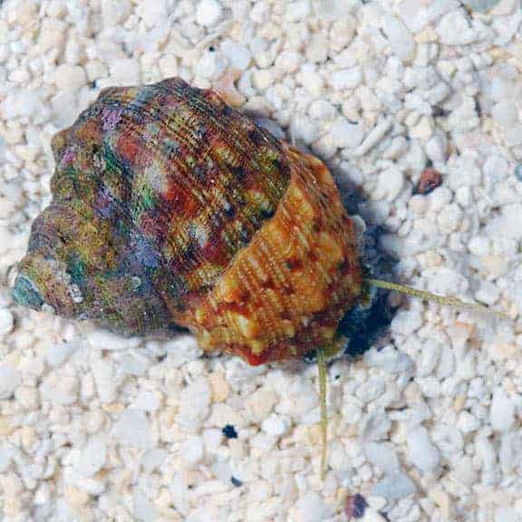 Turbo snails marine