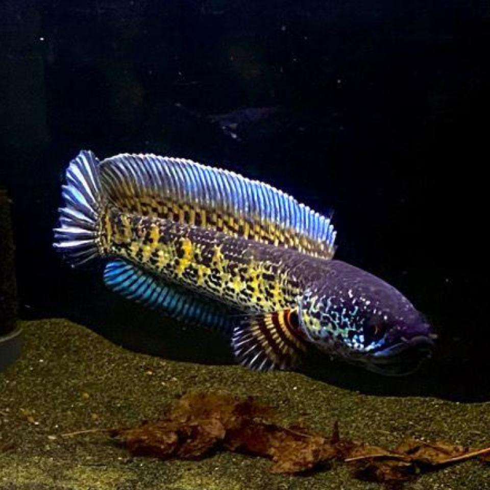 Golden cobra snakehead