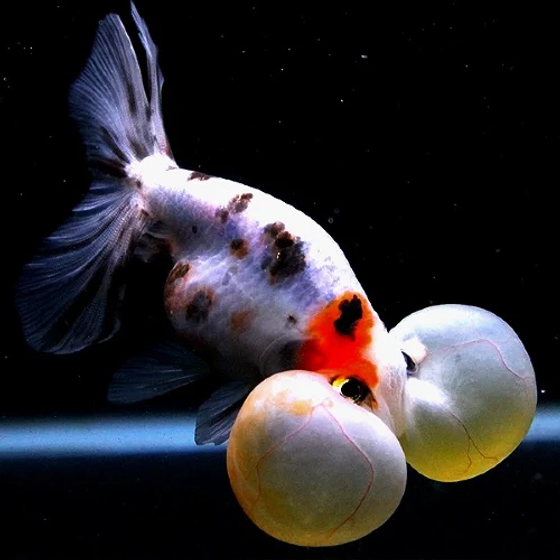 Bubble eye goldfish