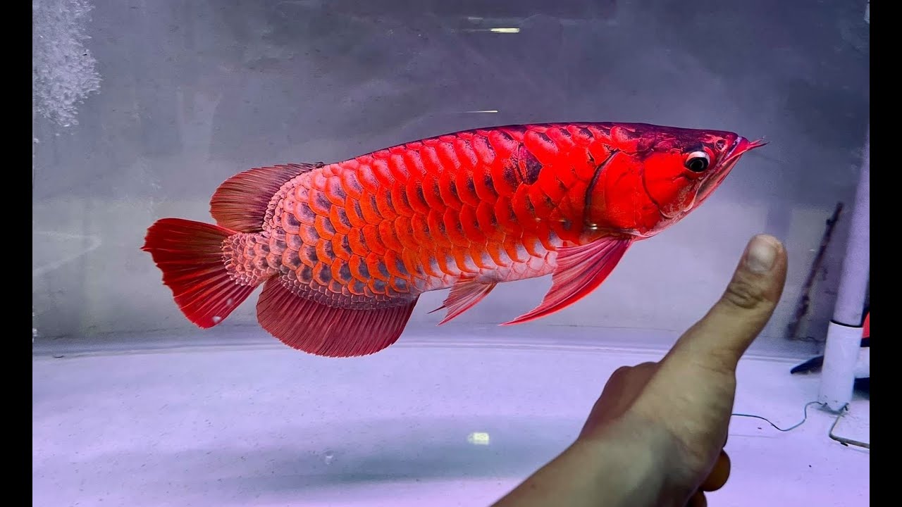 Asian Arowana – RSB AQUATICS