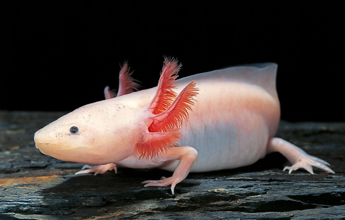 Axoloti