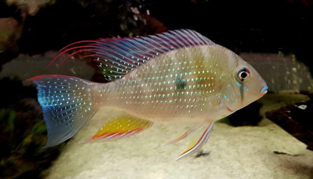 Wild caught Geophagus