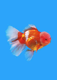 Rosetail oranda