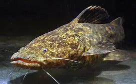 Apure Jelly Catfish