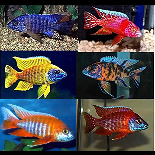 Assorted Peacock Female