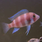 Frontosa Assorted for Sale South Africa | RSB Aquatics