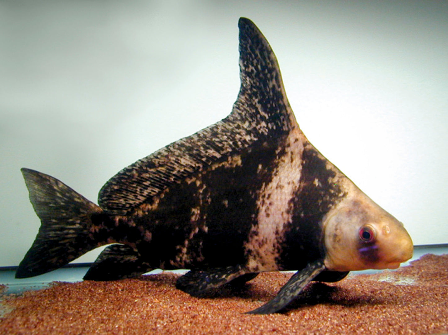 Chinese Highfin loach