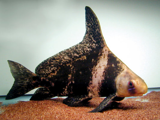 Chinese Highfin loach
