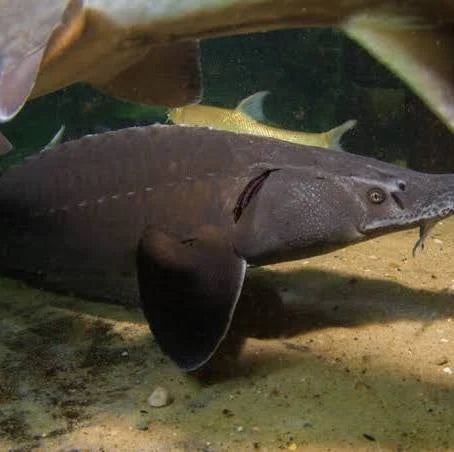 Sturgeon's