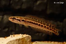 Bankinese snakehead
