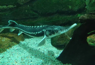 Sturgeon's