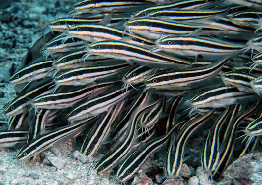 Catfish stripped