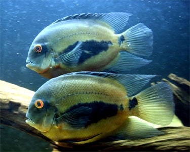 Uara Adult